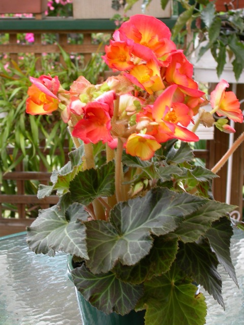 B. ‘Pinup Flame’